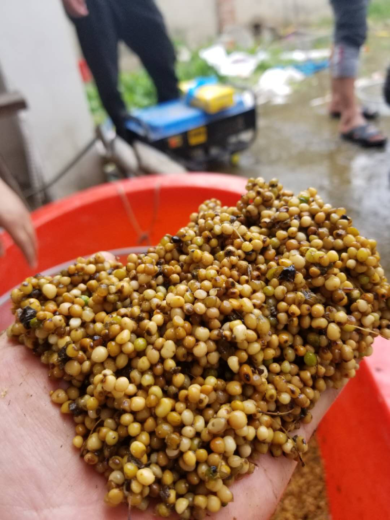 黄精种子净子发芽率90%以上