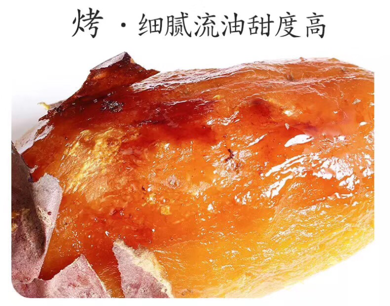 现货红薯种苗脱毒原种栽培地瓜苗红薯苗农场基地供