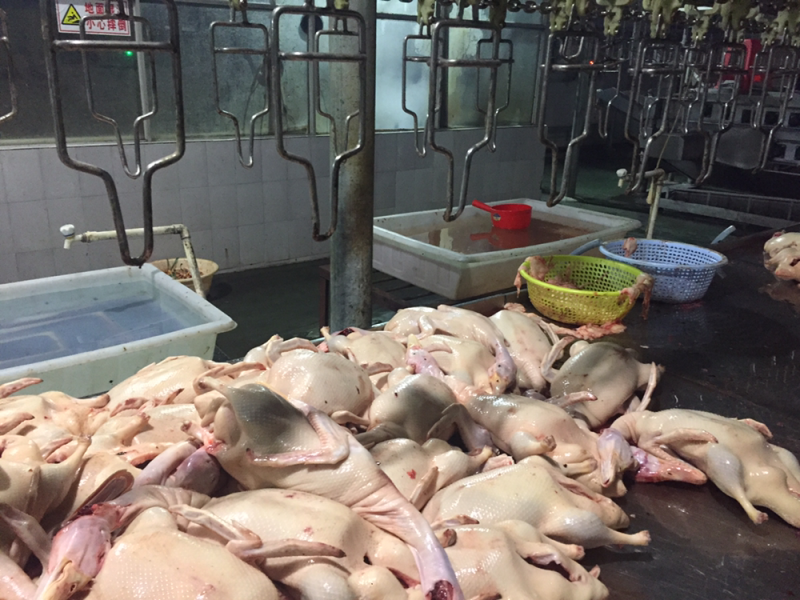 白条鸭，白鸭，光鸭，樱桃谷白鸭，肉鸭