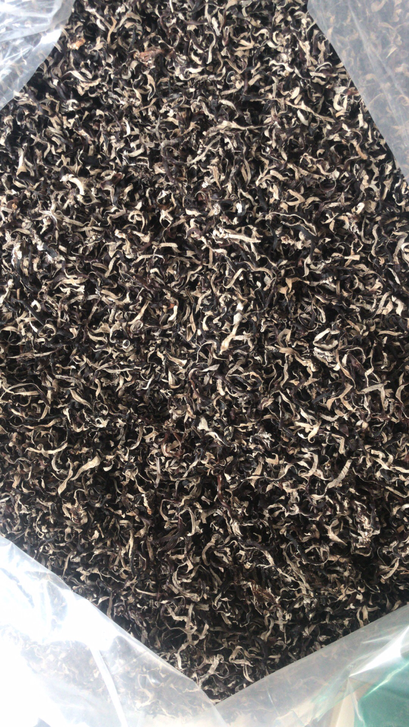 白背毛木耳丝黑木耳丝木耳丝