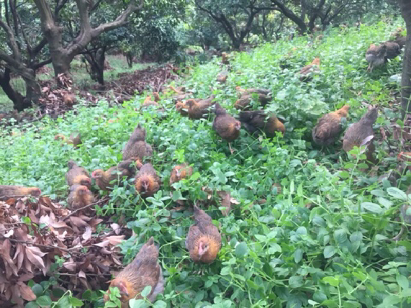 阿文自养土鸡