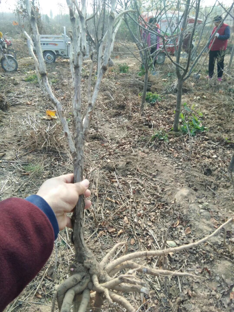 油用牡丹苗油用牡丹药用牡丹一二三四五年基地