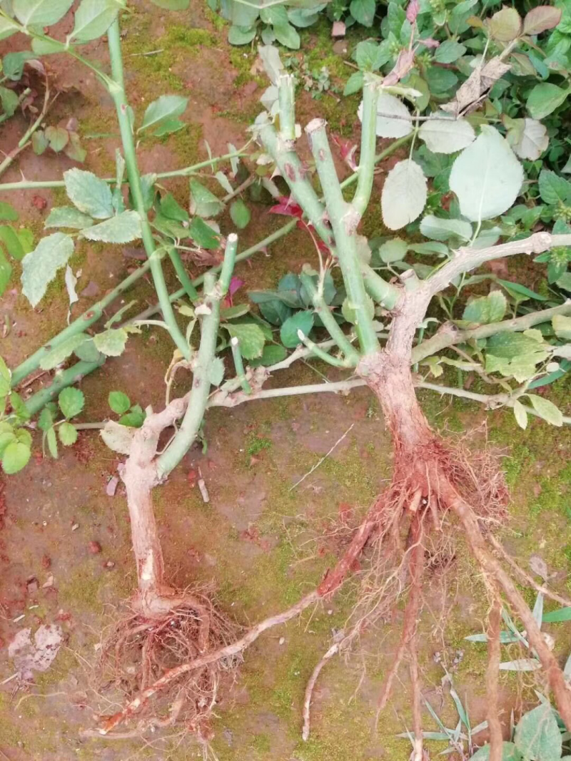 云南昆明斗南基地直供1到3年生玫瑰月季大苗绿化工程用苗