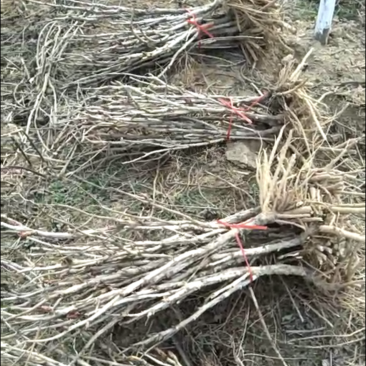 油用牡丹苗油用牡丹药用牡丹一二三四五年基地
