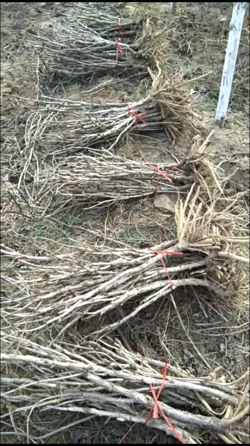 油用牡丹苗油用牡丹药用牡丹一二三四五年基地