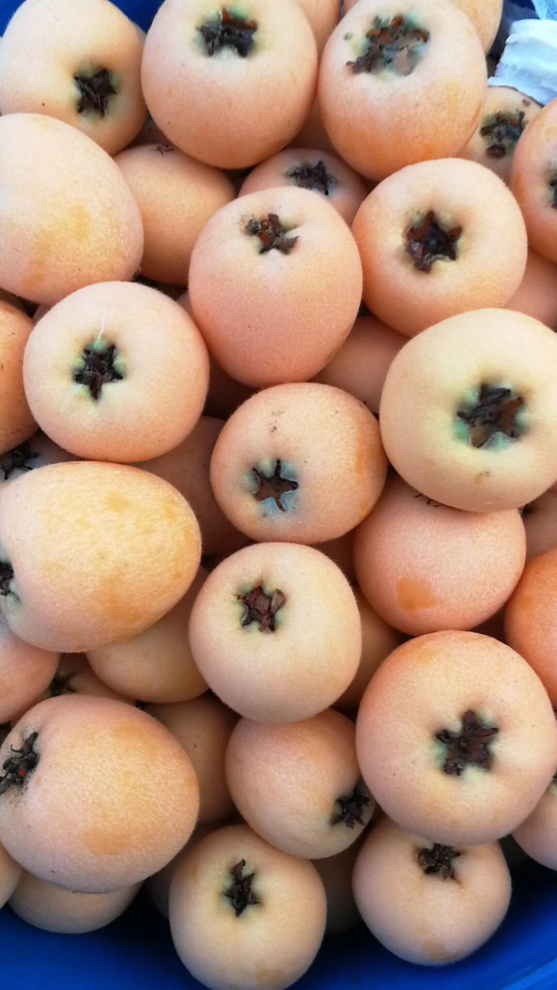 五星枇杷3斤大果35克以上42包邮一件代发