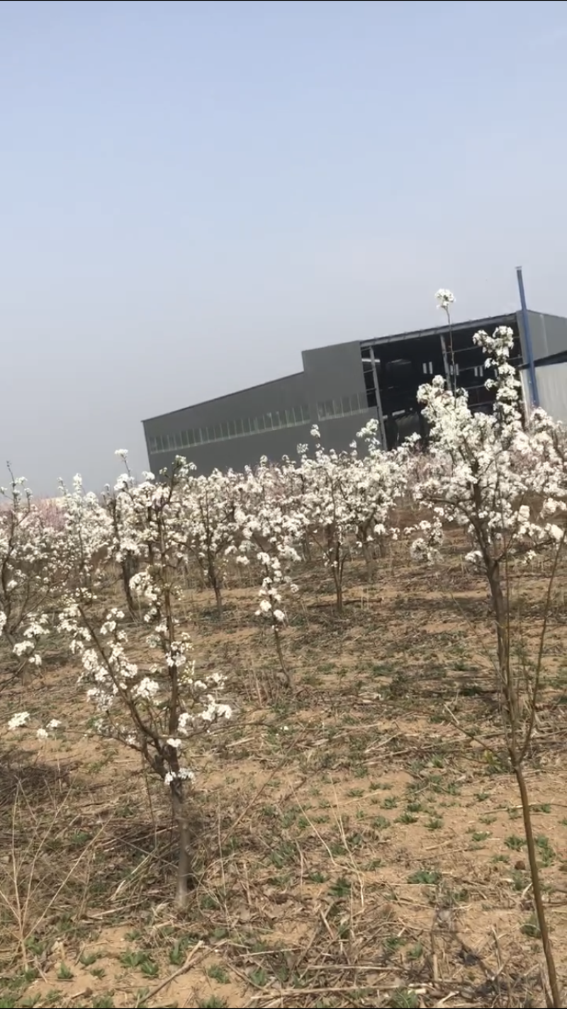 梨树，桃树
