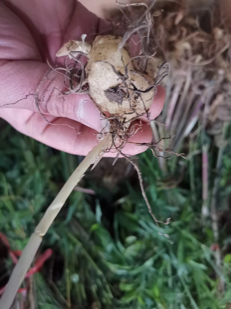 黄精种子，姜型，鸡头红花滇黄精，提供种植技术催芽，
