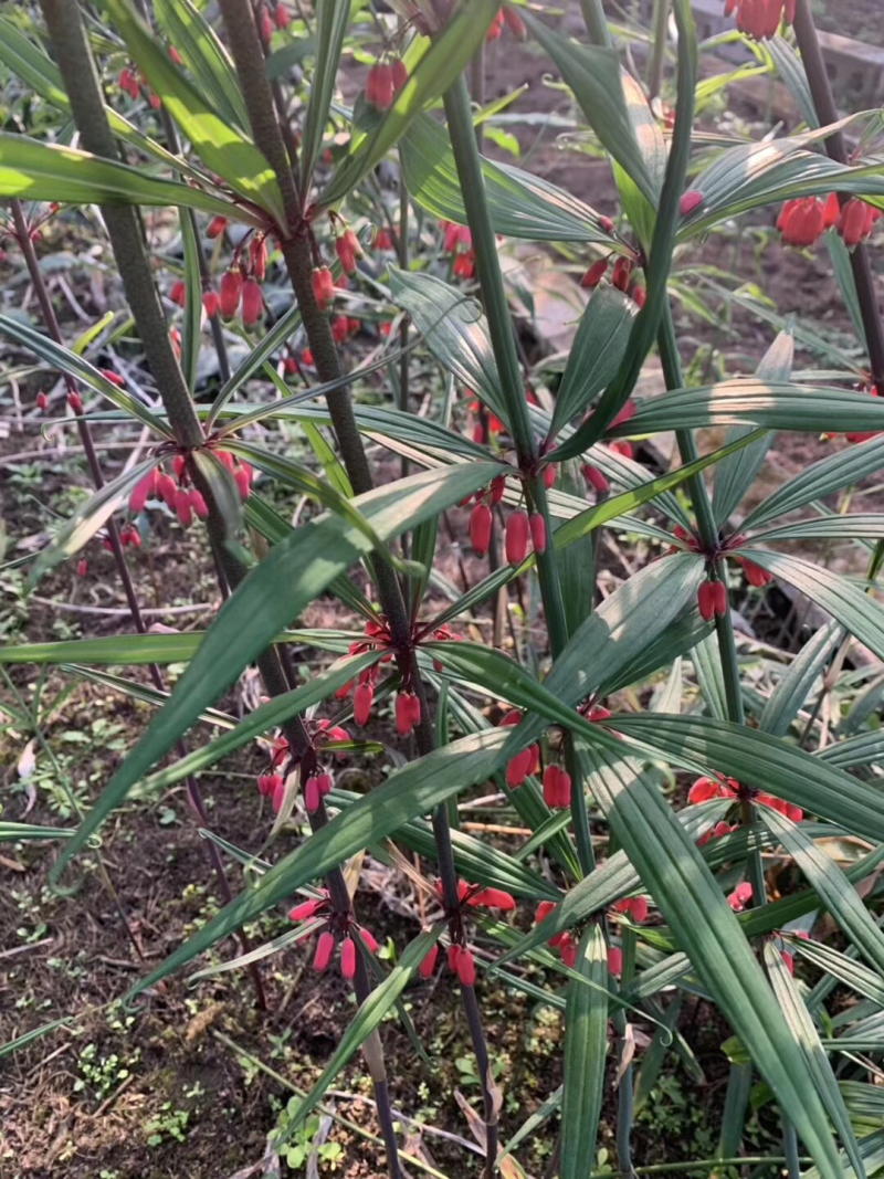 黄精种子，姜型，鸡头红花滇黄精，提供种植技术催芽，