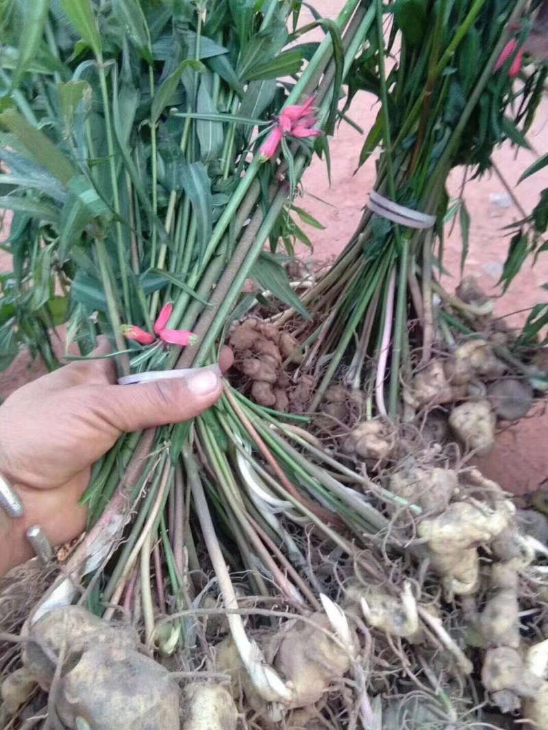 黄精种子，姜型，鸡头红花滇黄精，提供种植技术催芽，
