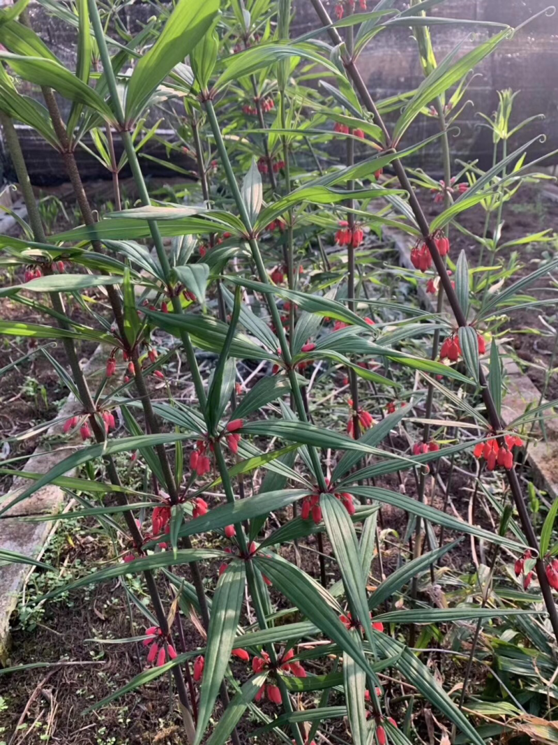 黄精种子，姜型，鸡头红花滇黄精，提供种植技术催芽，