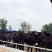 肉驴*德州驴包成活*包成功*包回收*包培训…