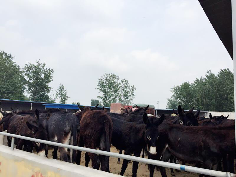 肉驴*德州驴包成活*包成功*包回收*包培训…