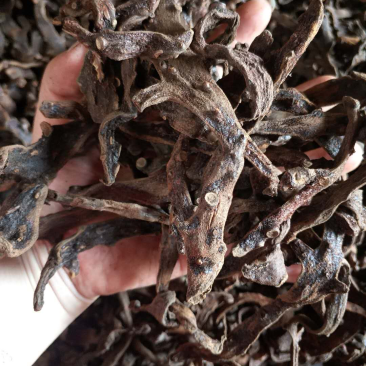 骨碎补，干个子，脱毛四次，符合药典