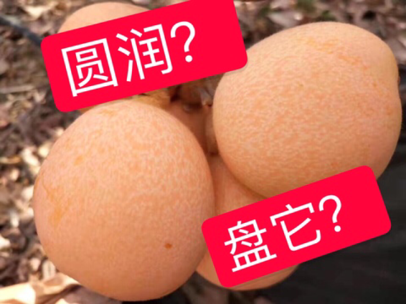 四川大凉山农家枇杷五星枇杷甜枇杷自己种植包邮