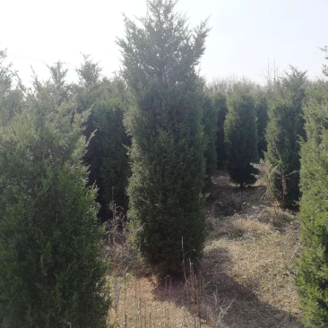 塔柏，2.5米到3米，其他规格也有，量大需要的联系