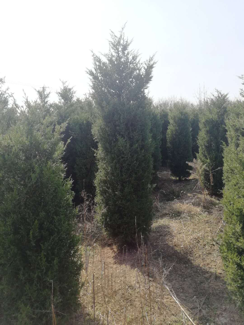塔柏，2.5米到3米，其他规格也有，量大需要的联系