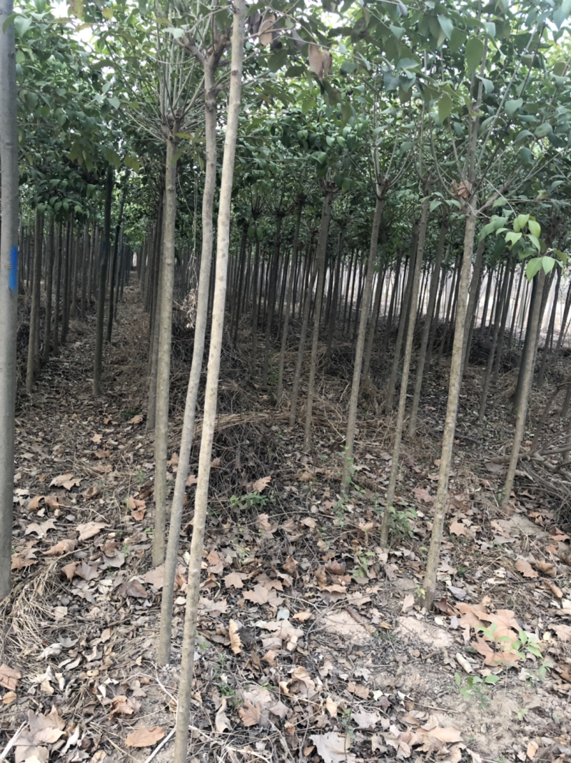 大叶女贞，3公分起步，其他规格也有，量大需要的联系