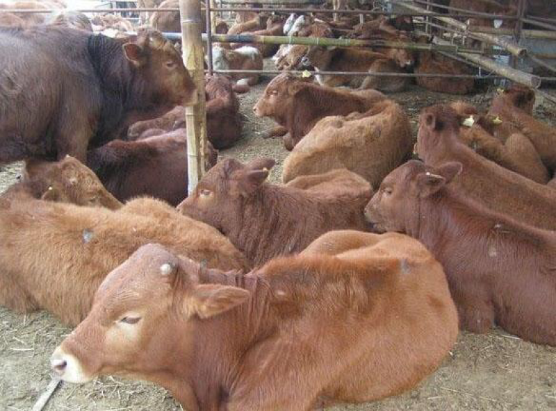 澳系吨牛🐂长势旺不便宜的…