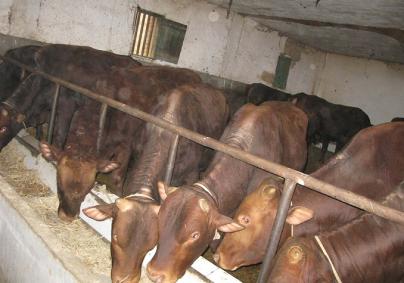 澳系吨牛🐂长势旺不便宜的…