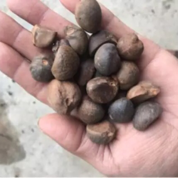 手剥晒干山茶籽油茶籽中小籽21斤出油率