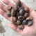 手剥晒干山茶籽油茶籽中小籽21斤出油率