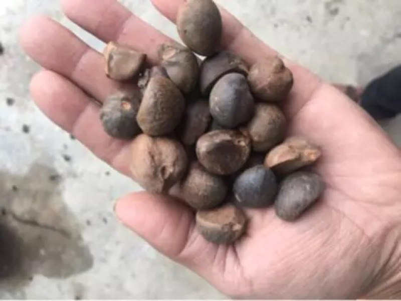 手剥晒干山茶籽油茶籽中小籽21斤出油率
