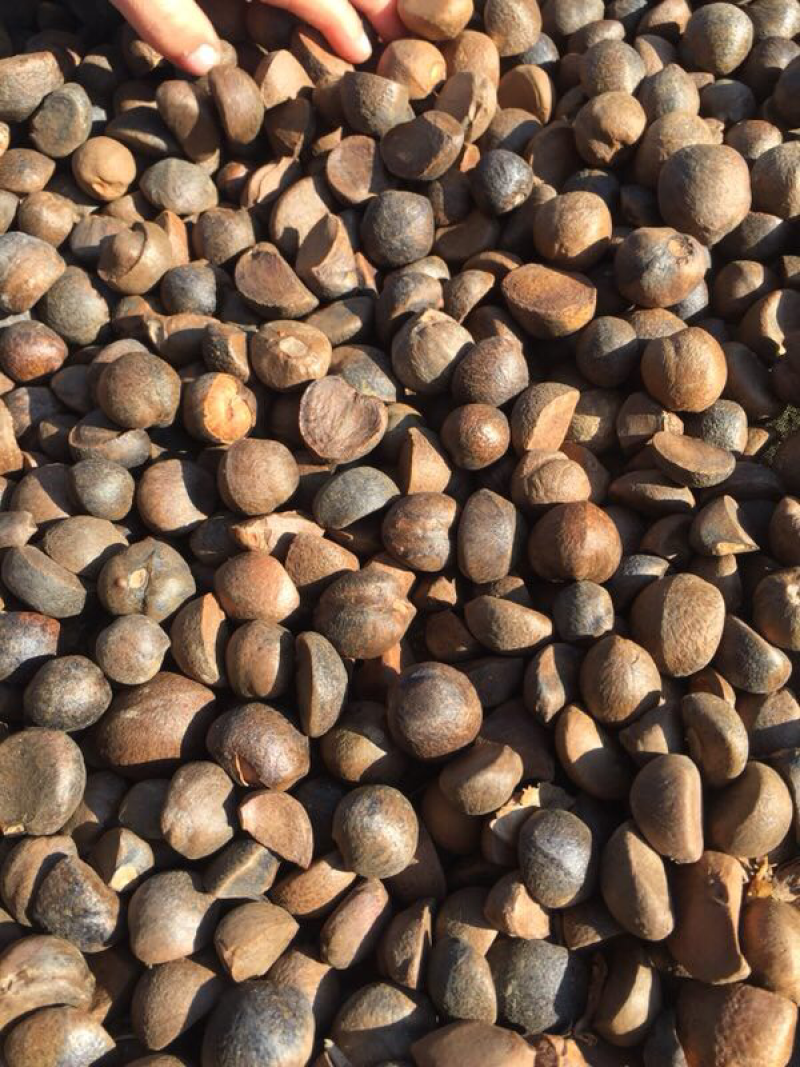 手剥晒干山茶籽油茶籽中小籽21斤出油率