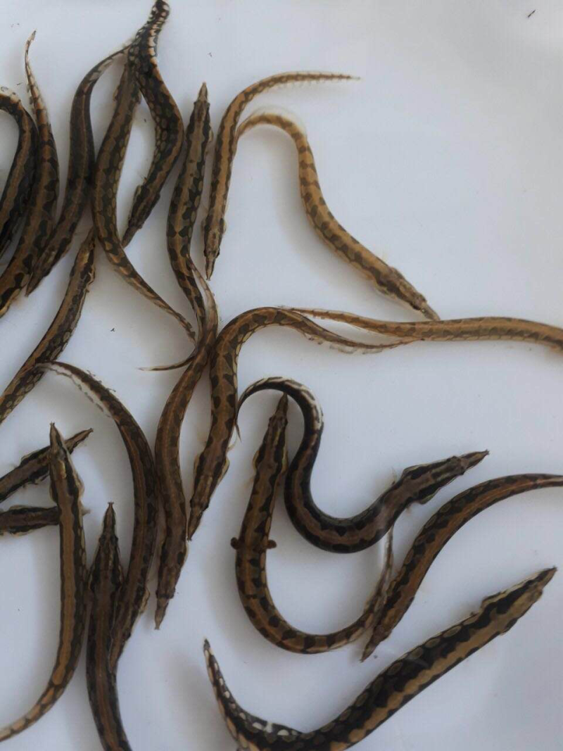 包邮刀鳅苗刺鳅苗中华大刺鳅苗纳锥苗猪麻锯