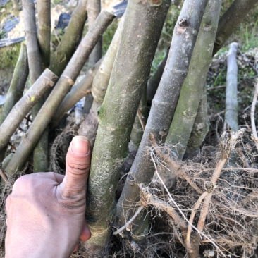 无花果苗