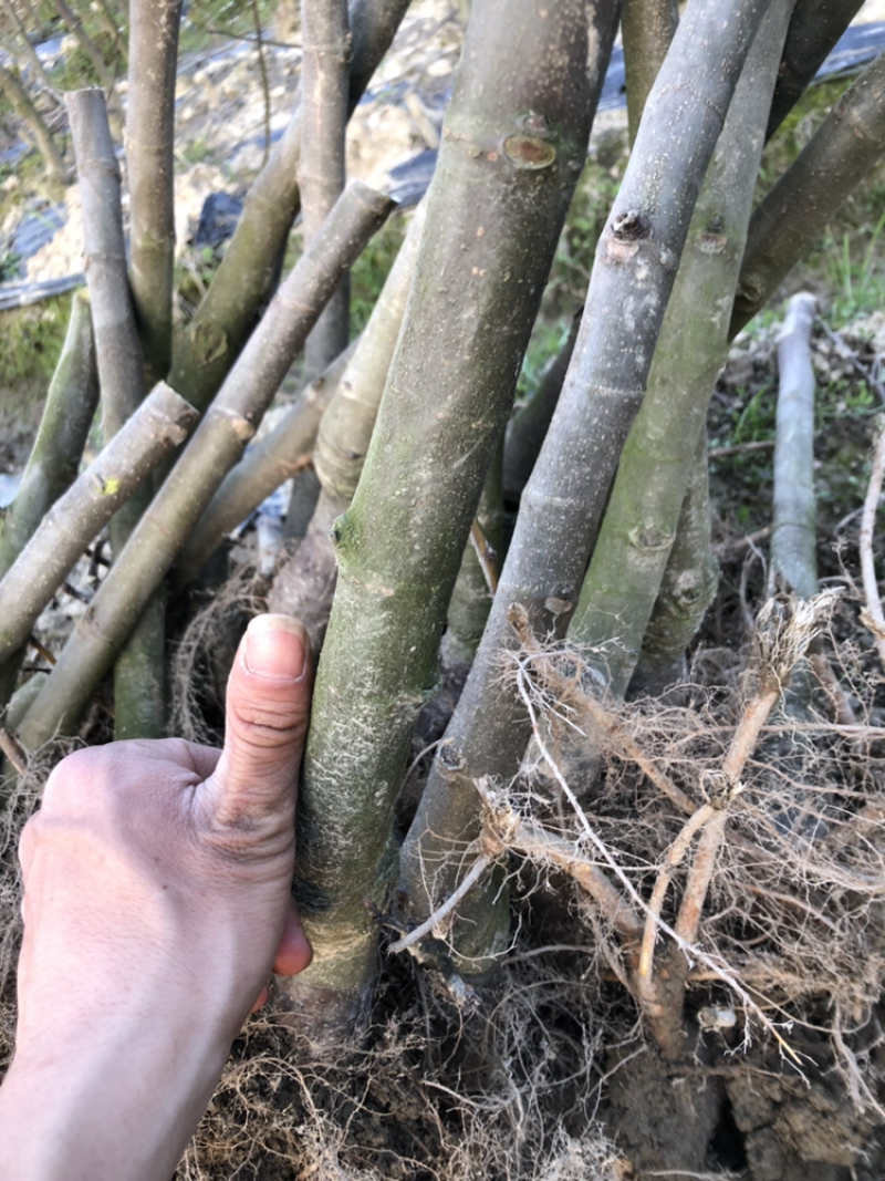 无花果苗