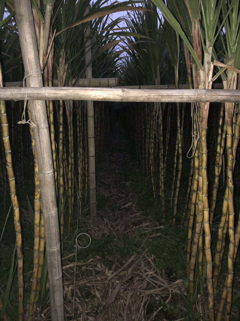 黄皮甘蔗