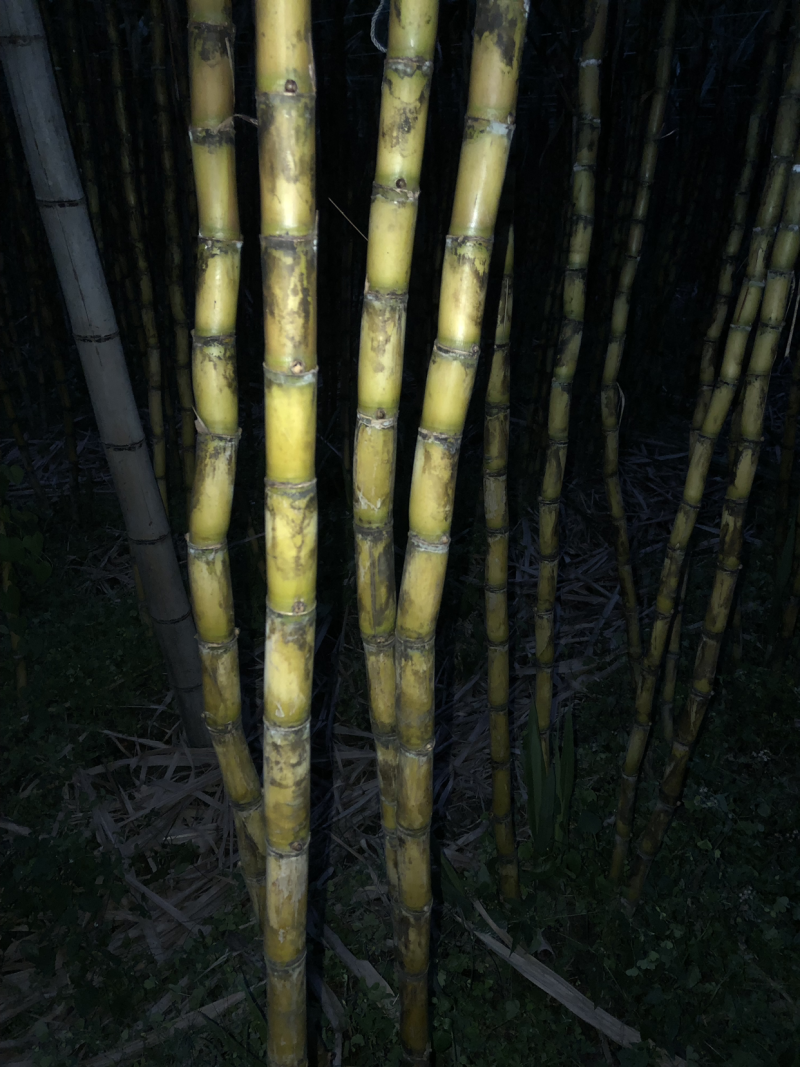 黄皮甘蔗