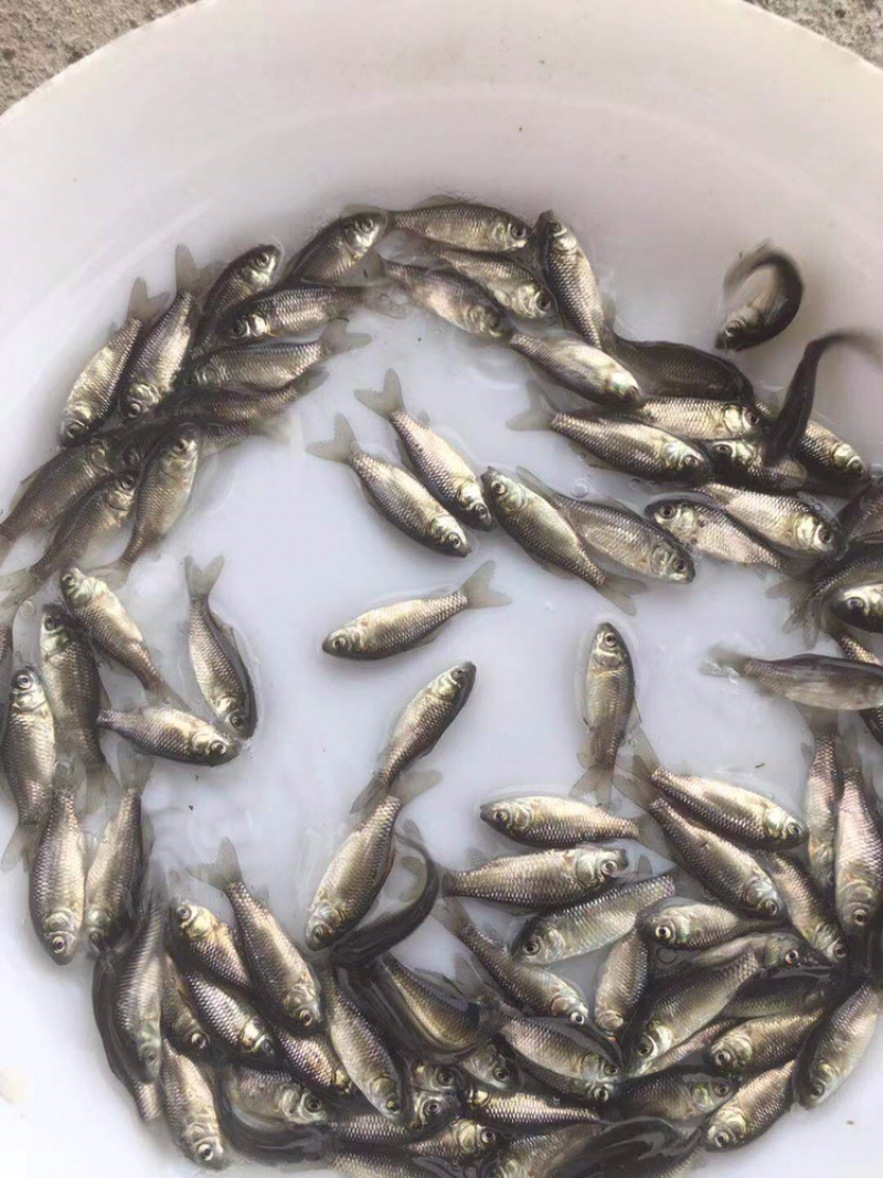 鲫鱼苗中科三号银鲫鱼苗规格均匀成活好苗场直供