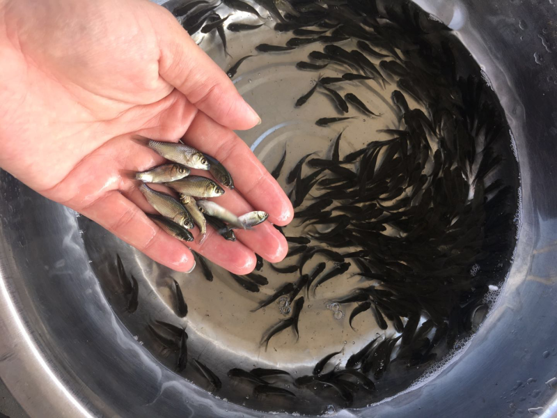 鲫鱼苗中科三号银鲫鱼苗规格均匀成活好苗场直供