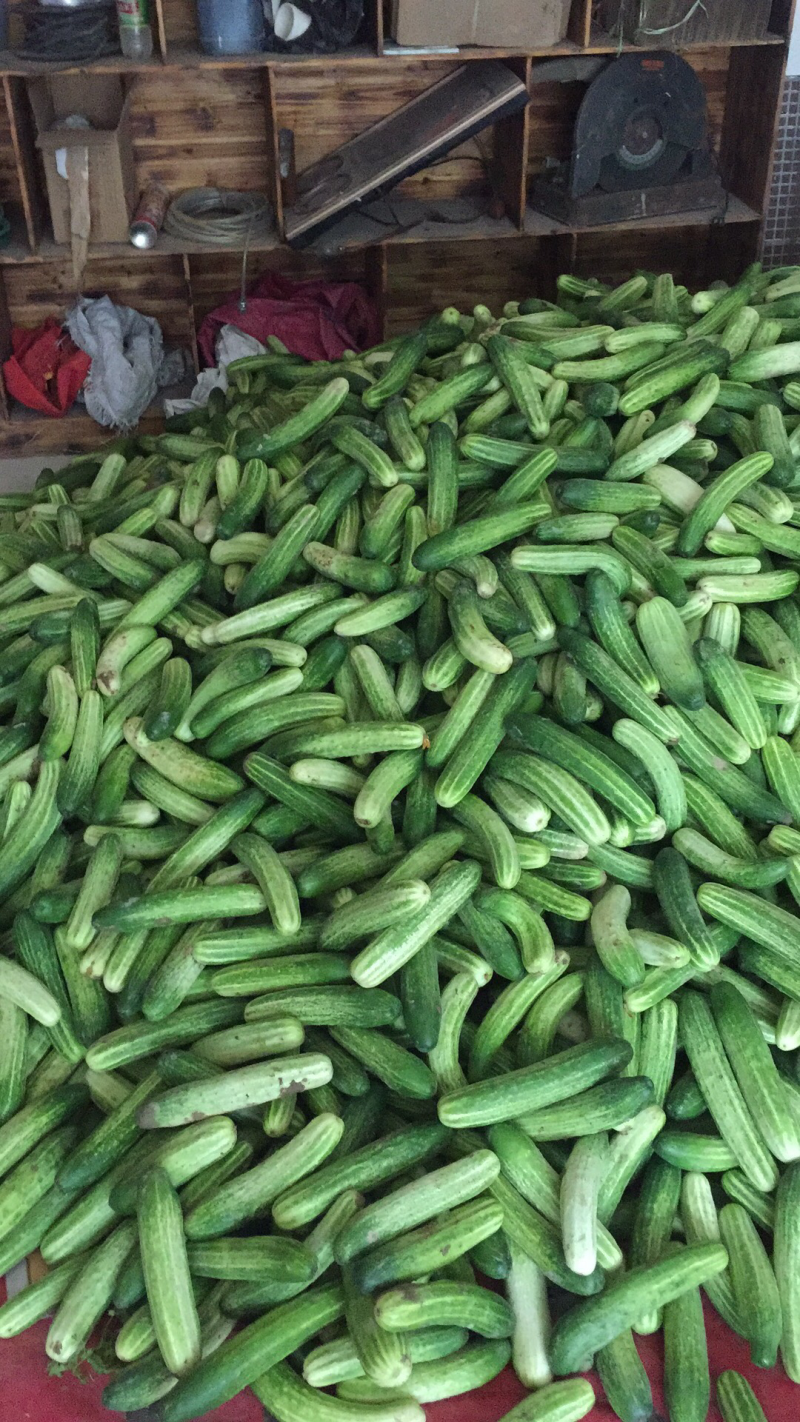 旱黄瓜新鲜上市量大货多陆续还有其它蔬菜上市