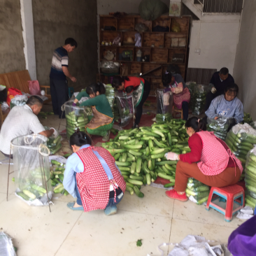 旱黄瓜新鲜上市量大货多陆续还有其它蔬菜上市