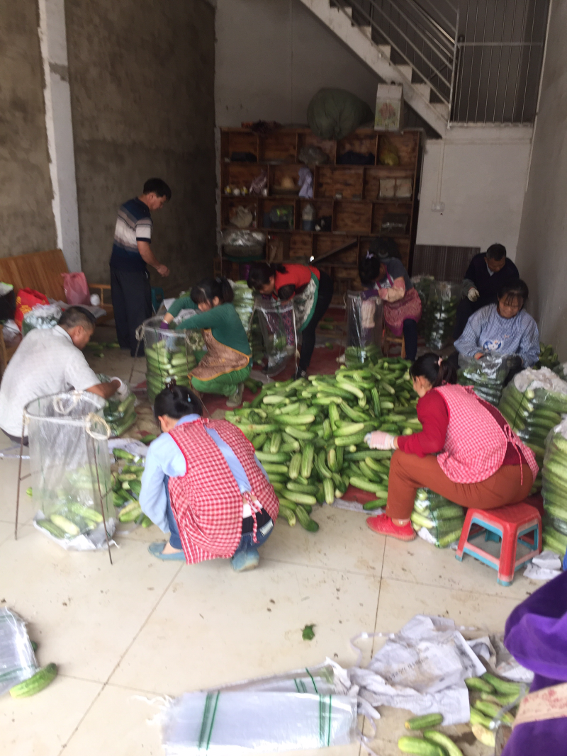 旱黄瓜新鲜上市量大货多陆续还有其它蔬菜上市