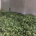 旱黄瓜新鲜上市量大货多陆续还有其它蔬菜上市