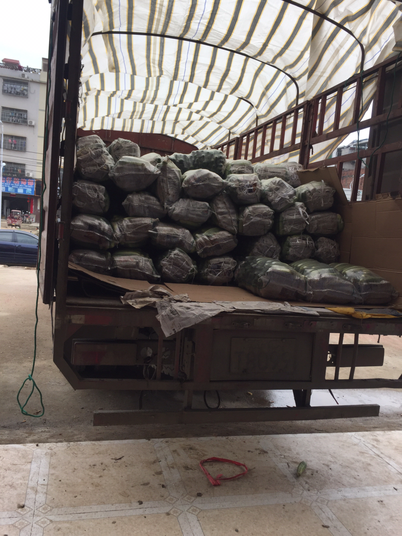 旱黄瓜新鲜上市量大货多陆续还有其它蔬菜上市