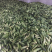 旱黄瓜新鲜上市量大货多陆续还有其它蔬菜上市