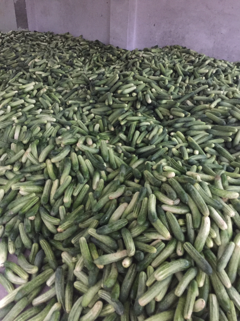 旱黄瓜新鲜上市量大货多陆续还有其它蔬菜上市