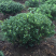 海桐球，汉中货源质量保证量大联系
