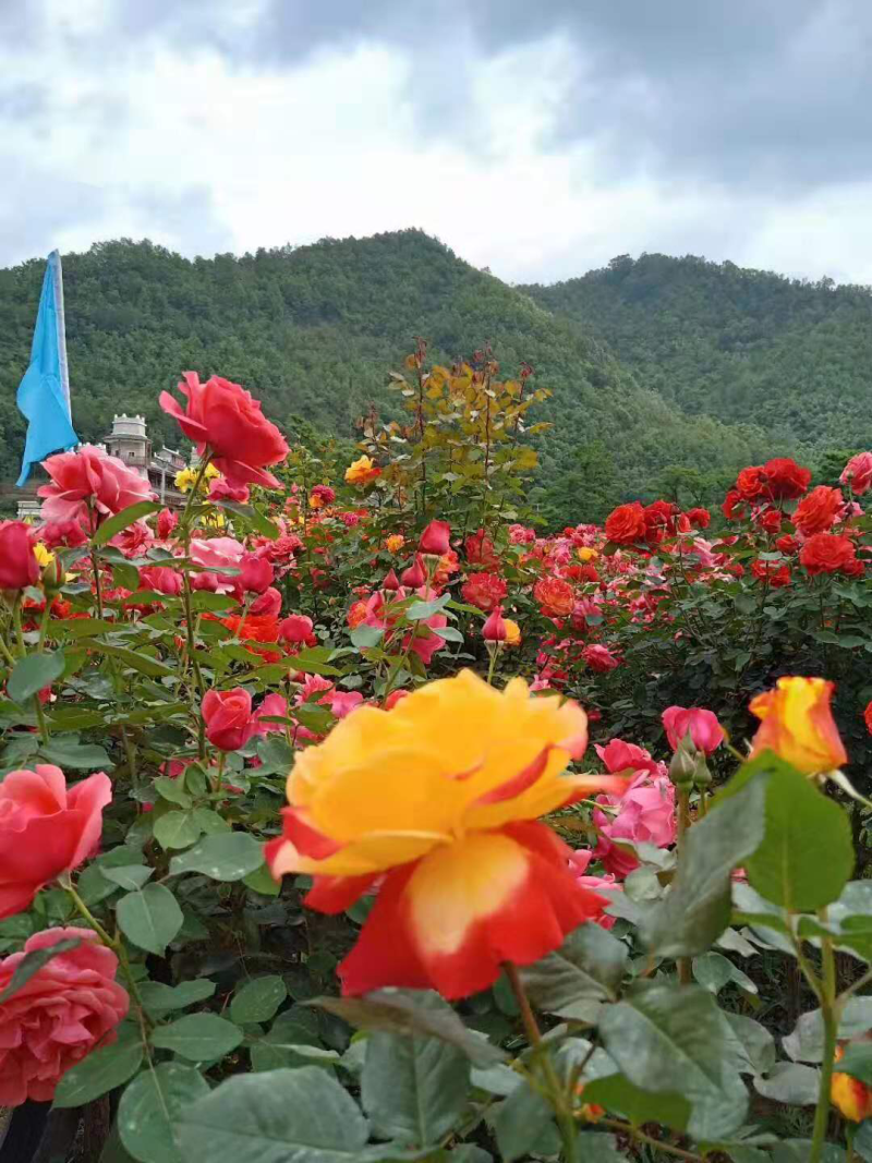 高杆月季🌹汉中货源量大联系