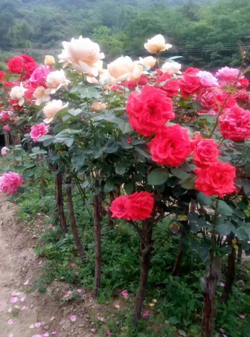 高杆月季🌹汉中货源量大联系