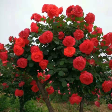 高杆月季🌹汉中货源量大联系