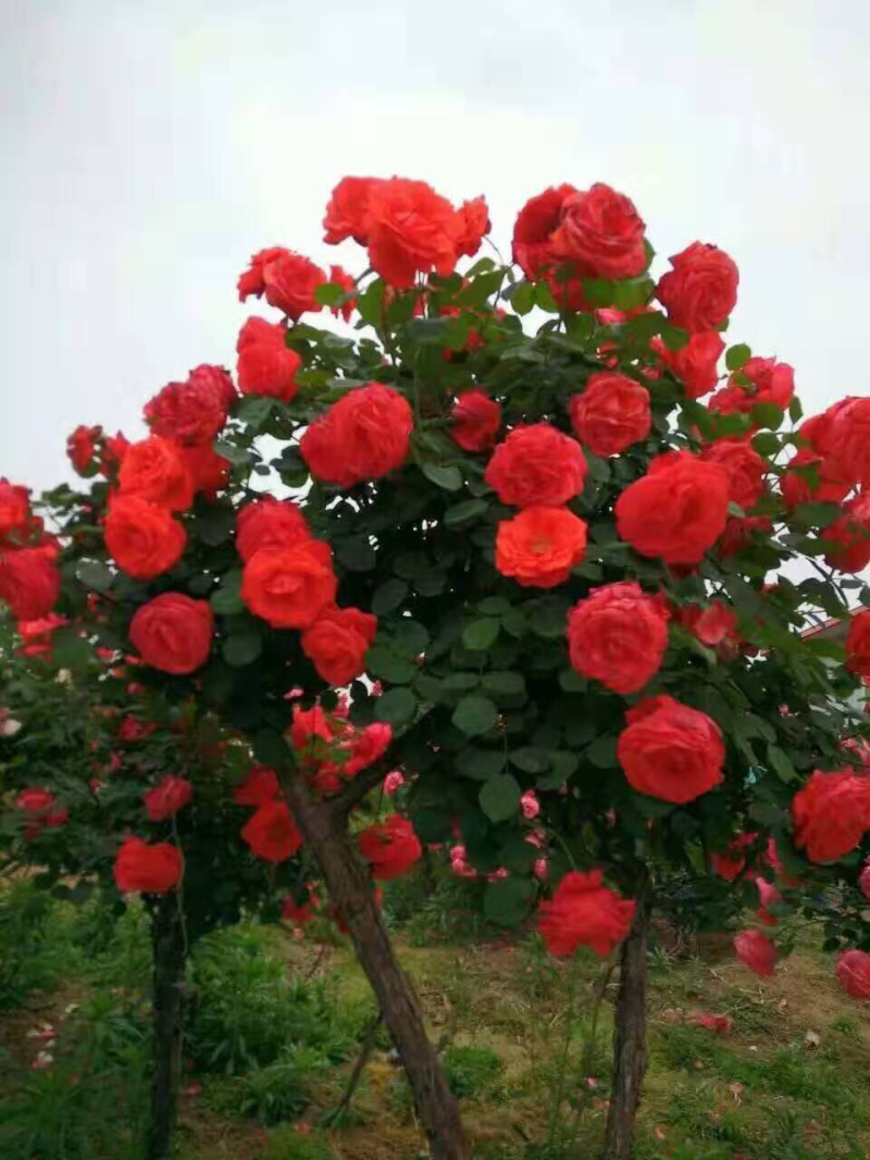 高杆月季🌹汉中货源量大联系