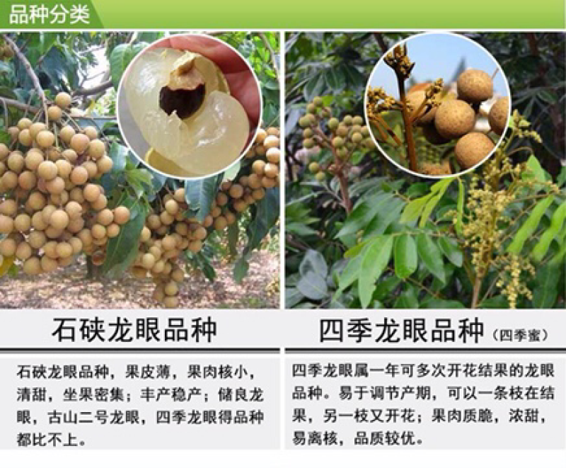 龙眼树苗、四季龙眼苗、石峡龙眼苗、优质龙眼嫁接苗