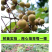 龙眼树苗、四季龙眼苗、石峡龙眼苗、优质龙眼嫁接苗