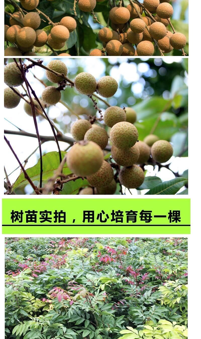 龙眼树苗、四季龙眼苗、石峡龙眼苗、优质龙眼嫁接苗